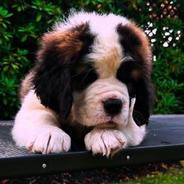 Pink Collar - Brown and white female Saint Bernard puppy in New York from Johnson Farms