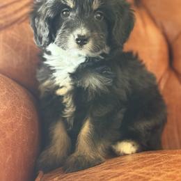 Friday❤️ - Black tri-color female Aussiedoodle puppy in Granbury, Texas from Triple Cross Doodles