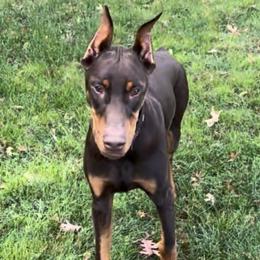 Diesel - Red and rust male Doberman Pinscher puppy in Centralia, Missouri from TopSpots Farm