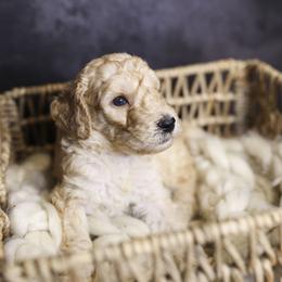 Captain America - Apricot male Goldendoodle puppy in Seffner, Florida from Gold Diamond Pup