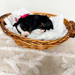 Georgia - Tri-color female Bernedoodle puppy in West Haven, Utah from Split Mountain Doodles