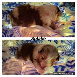 Miniature American Shepherd Puppies from WestOak Miniature American Shepherds
