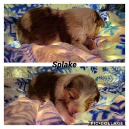 Miniature American Shepherd Puppies from WestOak Miniature American Shepherds