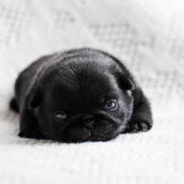 Bogart - Black male Pug puppy in Caldwell, Ohio from Folklore Kennel