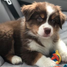 Australian Shepherds from Palomino Australian Shepherds