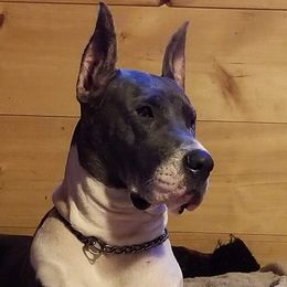 Empress - Great Dane