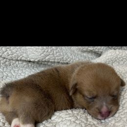 BB girl 2 - Blue female Pembroke Welsh Corgi puppy in Dickinson, Texas from Gulf Coast Corgis