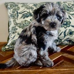 Georgia ( O'Keeffe ) - Blue merle female Aussiedoodle puppy in Davie, Florida from Miami Mini Doodles