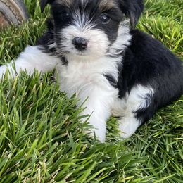 Miniature Australian Shepherd, Toy Australian Shepherd, and Yorkshire Terrier Puppies from Bullish R Ranch
