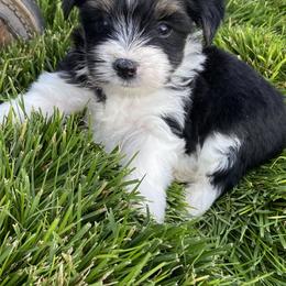 Miniature Australian Shepherd, Toy Australian Shepherd, and Yorkshire Terrier Puppies from Bullish R Ranch