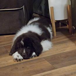 Tanya - White and brown female Newfoundland puppy in Honey Grove, Pennsylvania from Heinrich Family Newfoundlands