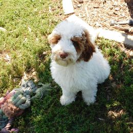 Australian Labradoodle, Goldendoodle, Labradoodle, and Poodle Puppies from Aloha Doodles & Poodles