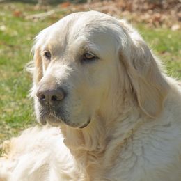 Meribell - Golden Retriever