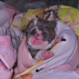 French Bulldog Puppies from Frenchie Wednesdays