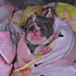 French Bulldog Puppies from Frenchie Wednesdays