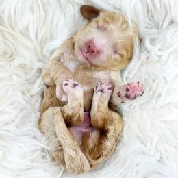 Jumba - Apricot male Goldendoodle puppy in Davison, Michigan from Dreaming Doodles