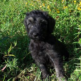 Miniature Schnauzers, Schnoodles, and Shihpoos from Pups Furever