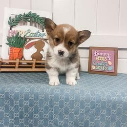 Nyla - Sable female Pembroke Welsh Corgi puppy in Oak City, Utah from Shells’ Corgis