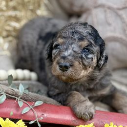 Ash - Blue merle female Bernedoodle puppy in Lookout, California from Remington Kennels, LLC