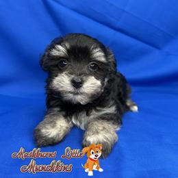 IKE - Black and tan male Havanese puppy in Pisgah, Alabama from Mashburns Little Munchkins