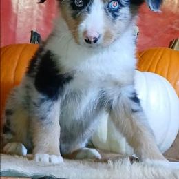 Garth - Blue merle male Miniature Australian Shepherd puppy in Elkhart, Texas from Donaldson Dogz