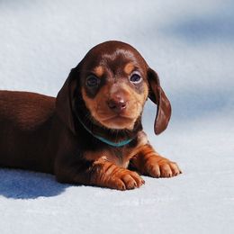 AKC Hercules - Chocolate and tan male Dachshund puppy in Billings, Missouri from Bundles of Joy