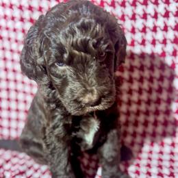 Toblerone - Chocolate male Goldendoodle puppy in Tybee Island, Georgia from Castaway Doodles