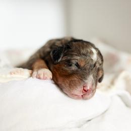 Nessie - Merle female Bernedoodle puppy in Peoria, Arizona from Wroth's Paws