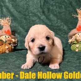 3rd Pick - Light golden female Golden Retriever puppy in Monroe, Tennessee from Dale Hollow Goldens