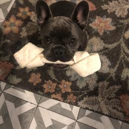 French Bulldog Puppies from The Frenchie Ravine Connection LLC