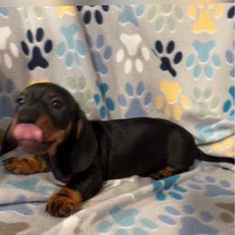 Bravo - Black and tan male Dachshund puppy in Madison, Wisconsin from Mahzian Miniature Dachshunds