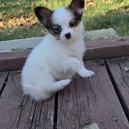 Tippy - Red white and sable female Papillon puppy in Mountain Home, Arkansas from King's Papillons