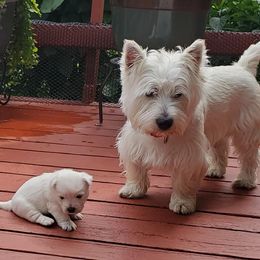 West Highland White Terriers from Laurie's West Highland White Terriers