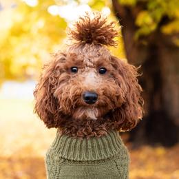 Honey - Poodle