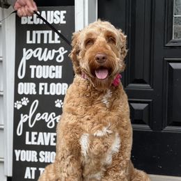 Jazzy - Australian Labradoodle