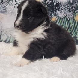 Annie - Black and white female Shetland Sheepdog puppy in Conway, Missouri from Brooks's little darlings