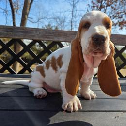 Tianna 2700.00 - Red and white female Basset Hound puppy in Denison, Texas from Emma Lou's Baby Bassets