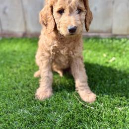 Goldendoodle Puppies from Seaside Doodle Co.