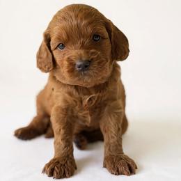 Sadie - Red female Cavapoo puppy in Aiken, South Carolina from Cavapoos of the Carolinas