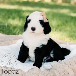 Aussiedoodle, Australian Shepherd, Old English Sheepdog, and Sheepadoodle Puppies from Star Garnet Pups