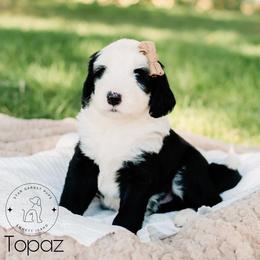 Aussiedoodle, Australian Shepherd, Old English Sheepdog, and Sheepadoodle Puppies from Star Garnet Pups