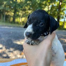 Mulan - Black and white female German Shorthaired Pointer puppy in Dugspur, Virginia from Pilgrims Trails Shorthairs