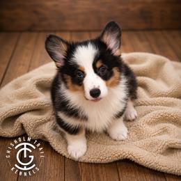 Jersey - Black and tan female American Corgi puppy in Hico, Texas from Chisholm Trail Kennels