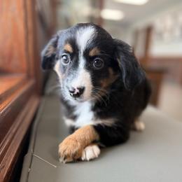 Owl - Black tri female Toy Australian Shepherd puppy in Clarkesville, Georgia from North Georgia Gems