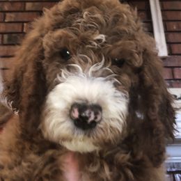 Bernedoodle and Goldendoodle Puppies from Heartfelt GoldenDoodles