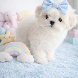 Maltese Puppies from Made to Love Maltese LLC