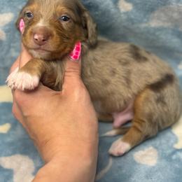 Sneezy AKC - Dapple male Dachshund puppy in Oklahoma City, Oklahoma from Barrett’s Doxie Farm