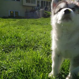 Alaskan Malamute Puppies from Delphi Alaskan Malamutes