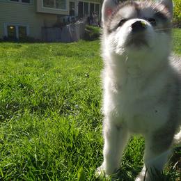 Alaskan Malamute Puppies from Delphi Alaskan Malamutes