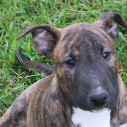 Miniature Bull Terrier Puppies from Penderosa Miniature Bull Terriers